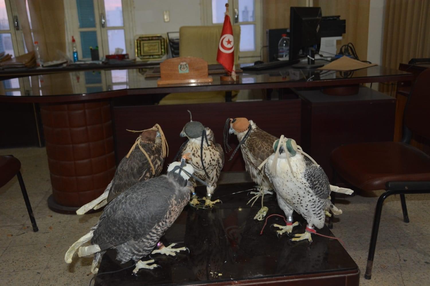 Tunisia-Medenine: Seizure of rare golden eagles, worth 300 thousand dinars