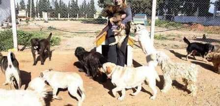 Tunisia – Who poisoned dogs taking refuge in municipality warehouse?