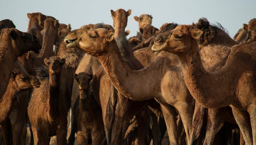 Camel flu kills in Europe: A coronavirus without treatment or vaccine