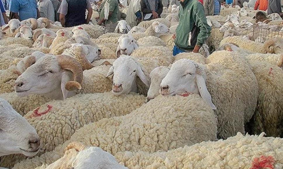 Eid al-Adha: “Ellouhoum” announces date and gives pledges…