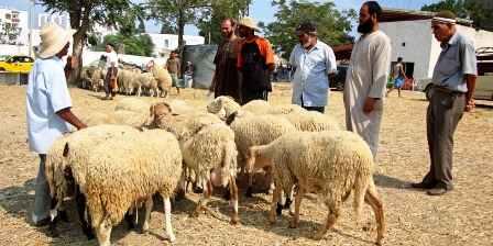 Tunisia – Sousse: Increase in price of sacrificial sheep by 50% compared to last year
