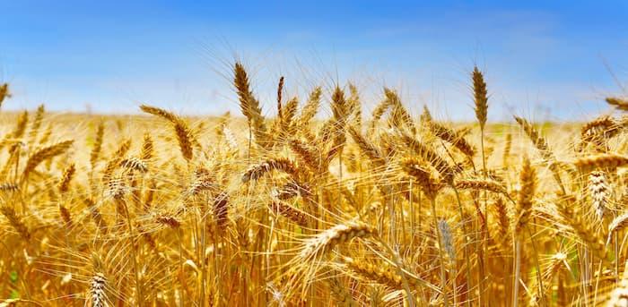 Harvest of 5.6 million quintals of cereals