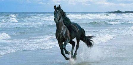 Tunisia – Bizerte: Raging horse causes injury of six children at Sidi Salem beach