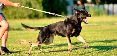 Tunisia- Preparation for New Law Regulating the Breeding of Dangerous Dogs and Animals