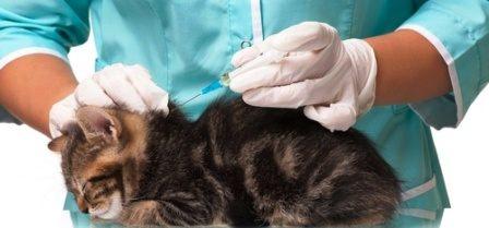 Tunisia – Pasteur Institute: 360 cases of animal rabies recorded since  beginning of  year