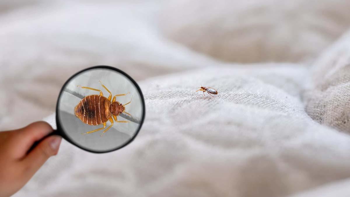 Mauvaise nouvelle pour les Marocains: Les punaises de lit débarquent au Port Tanger Med