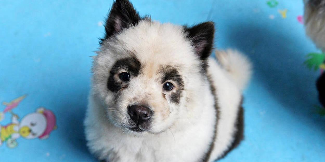 Chine : Un zoo reconnaît avoir peint des chiens pour les faire passer pour des...