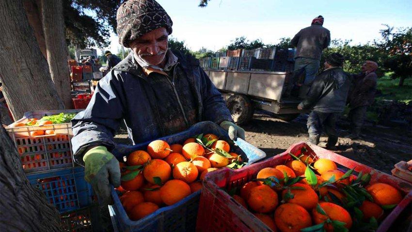 Agrumes : La production baisse à Nabeul, à Sidi Bouzid elle est multipliée par 5